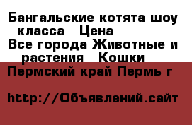 Бангальские котята шоу класса › Цена ­ 25 000 - Все города Животные и растения » Кошки   . Пермский край,Пермь г.